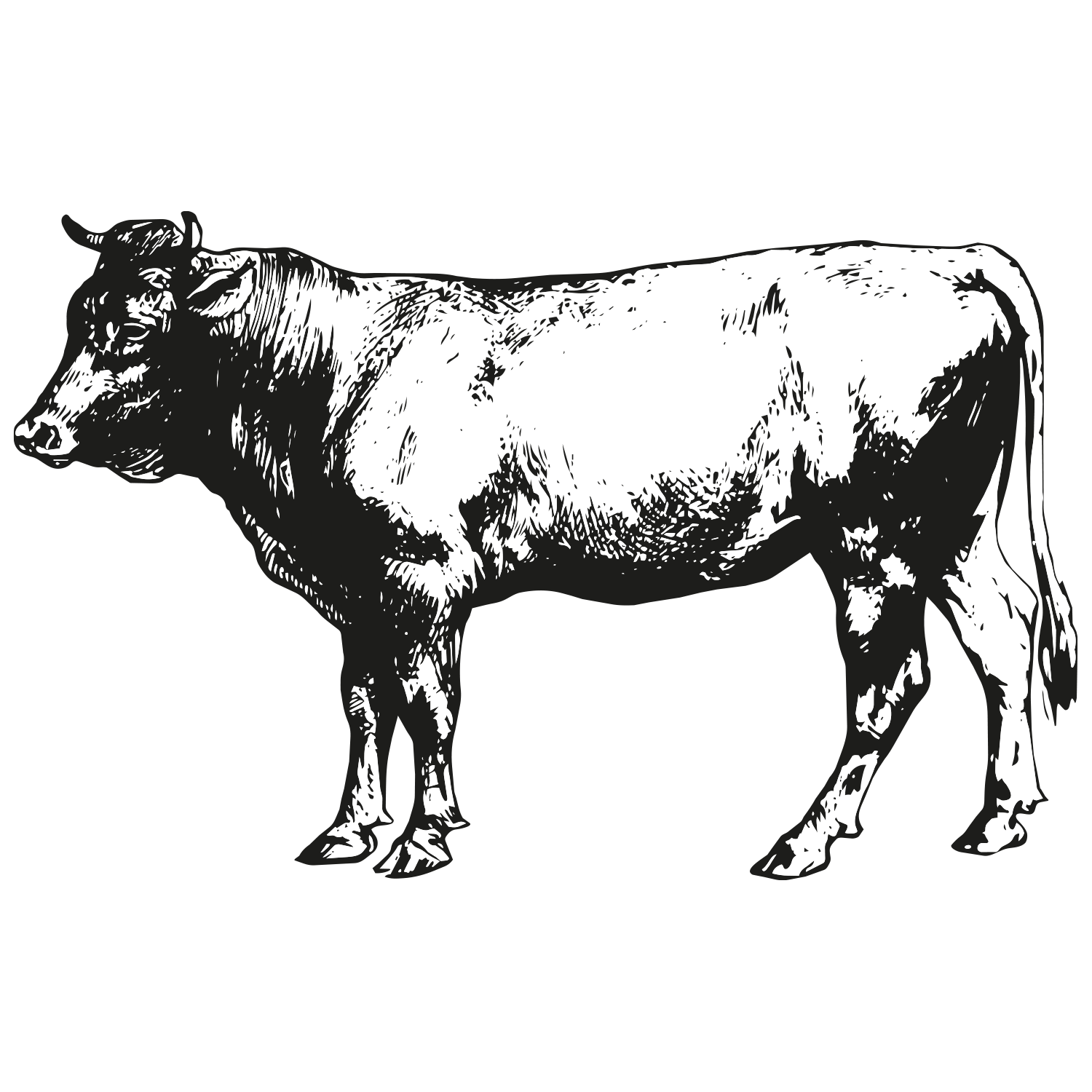 Illustratie van een wagyu rund